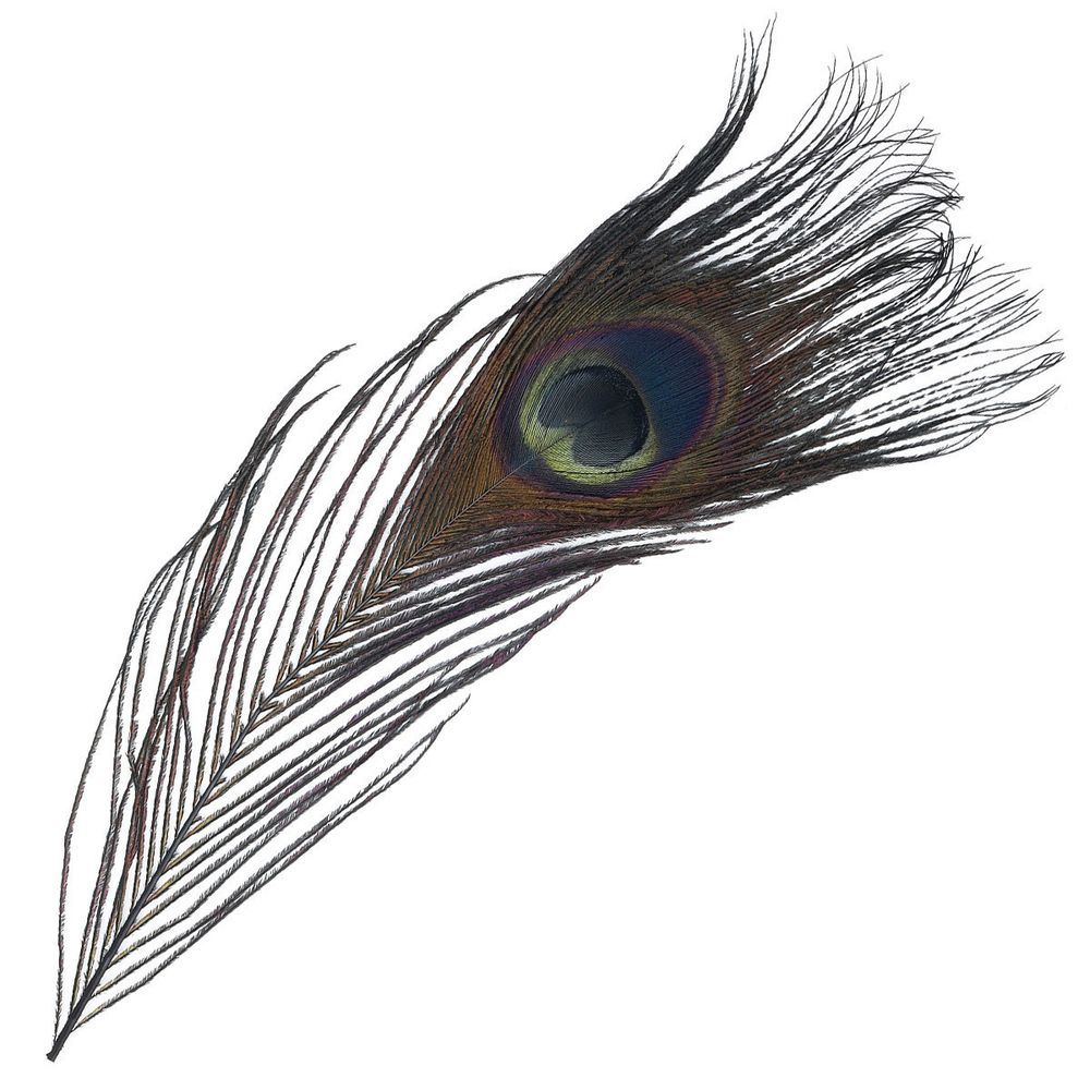 Перо павлина декоративное 25-30см, 10 штук (черный), AR204-2