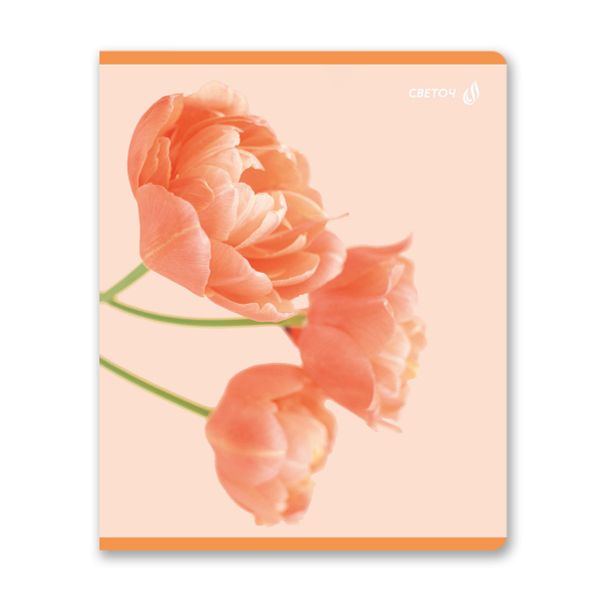 Тетрадь ученическая общая, матовая ламинация, A5+ 96 л. на скобе 65 г/м², белизна 100 %, 5 шт, клетка, 01005 Абрикосовый краш, Светоч 96Т16