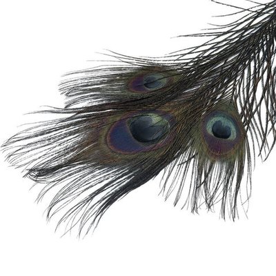 Перо павлина декоративное 25-30см, 10 штук (черный), AR204-2