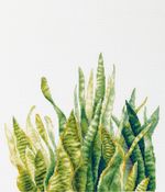 Набор для вышивания нитками Panna C-7455, Сансевиерия, 35х43.5 см